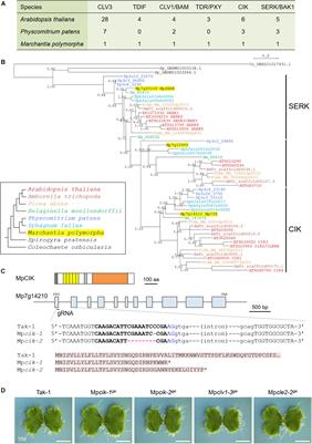 An Evolutionarily Conserved Coreceptor Gene Is Essential for CLAVATA Signaling in Marchantia polymorpha